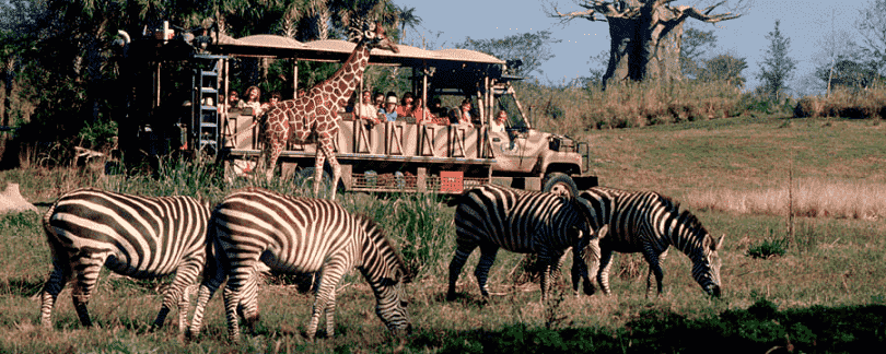 Disney Animal Kingdom safari