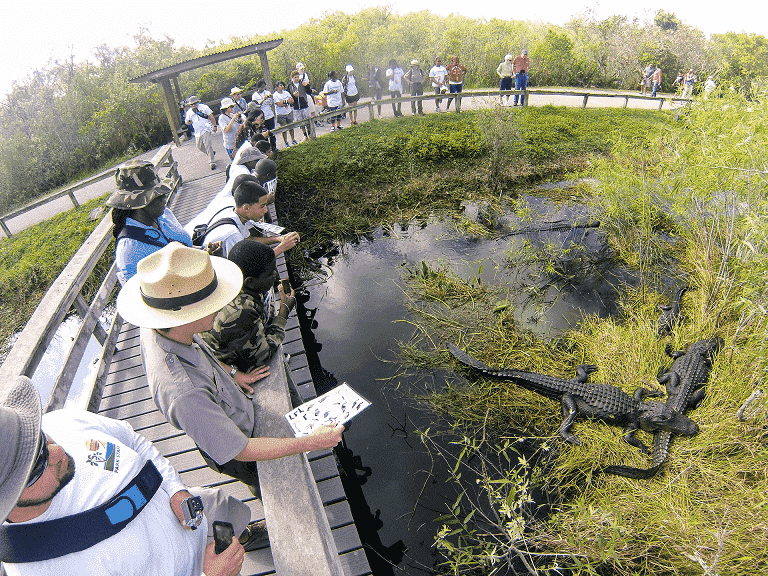 Alligators at Everglades National Park in Florida