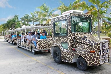 Getting around the Miami Zoo