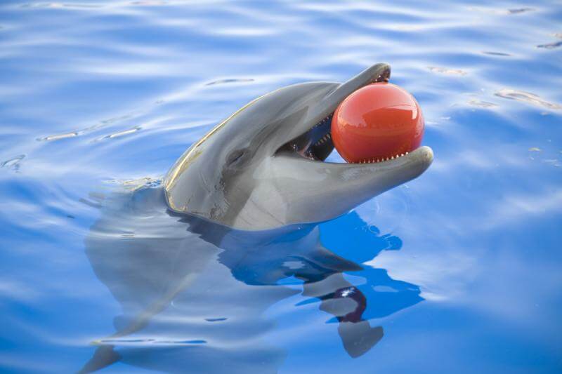 Dolphin Show in Miami Seaquarium 