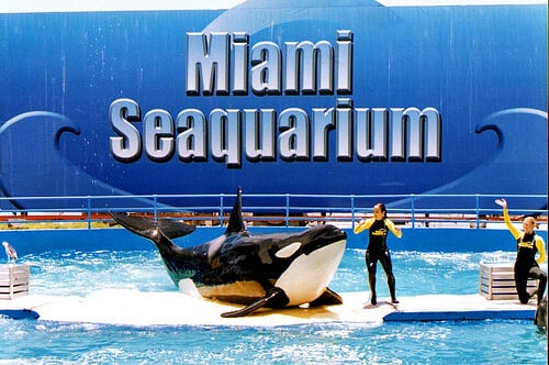 Miami Seaquarium whale