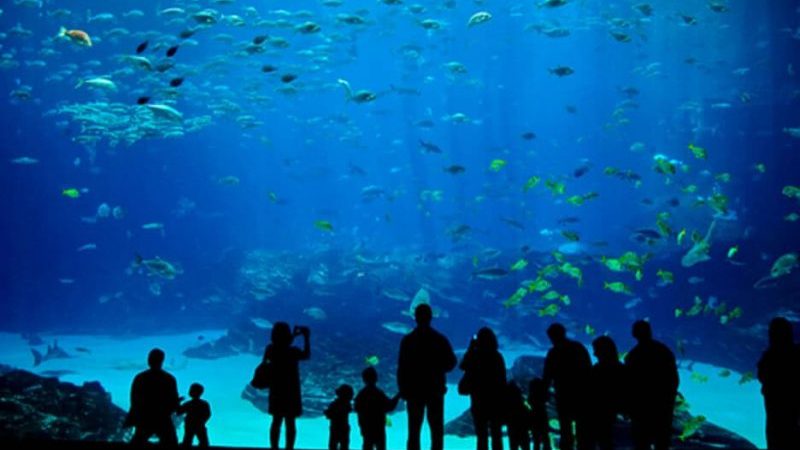Visiting Miami Seaquarium: Florida’s Best Aquarium