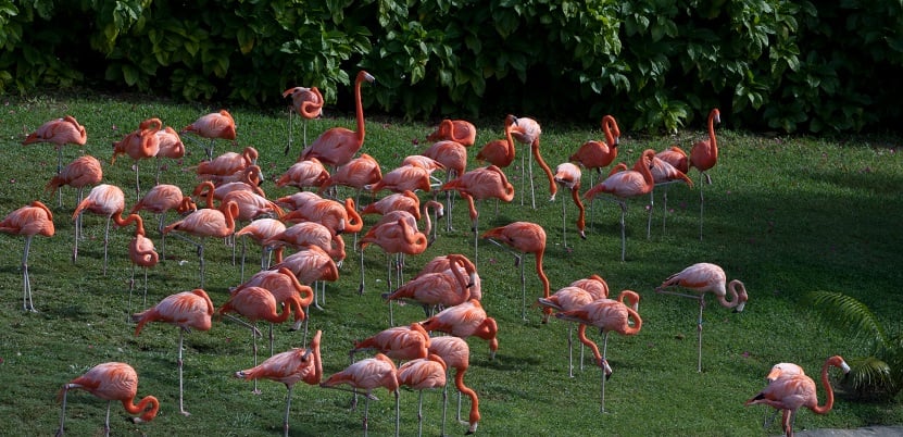 Jungle Island in Key Biscayne